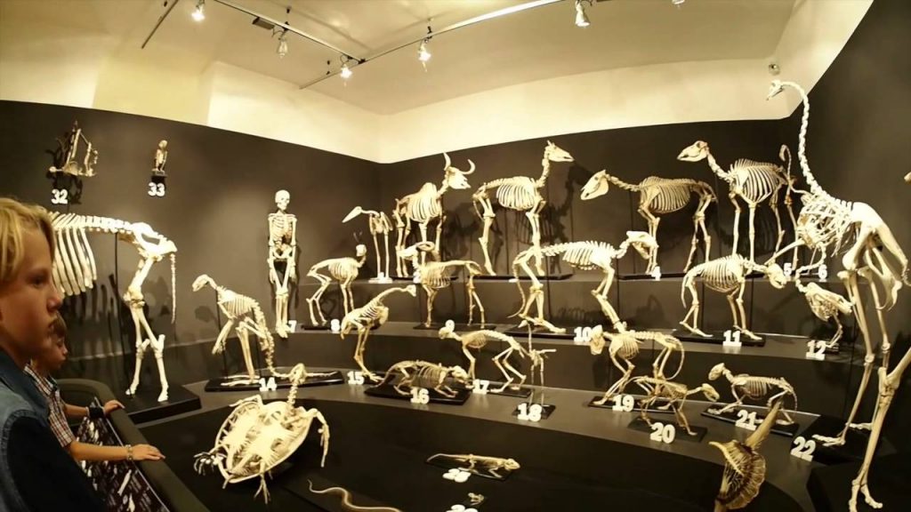Museum Zoologi yang Ada di Italia